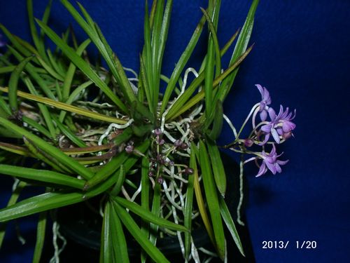 植物と暮らせば園芸楽